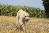 IRISH WOLFHOUND 101